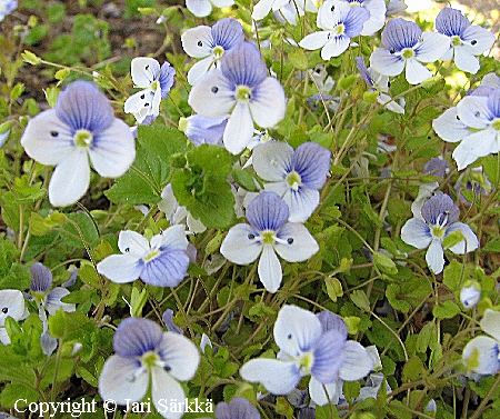 Veronica filiformis, kaukasiantädyke